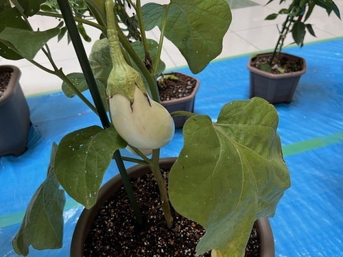 野菜１